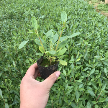 马鞭草，花海马鞭草，宿根马鞭草