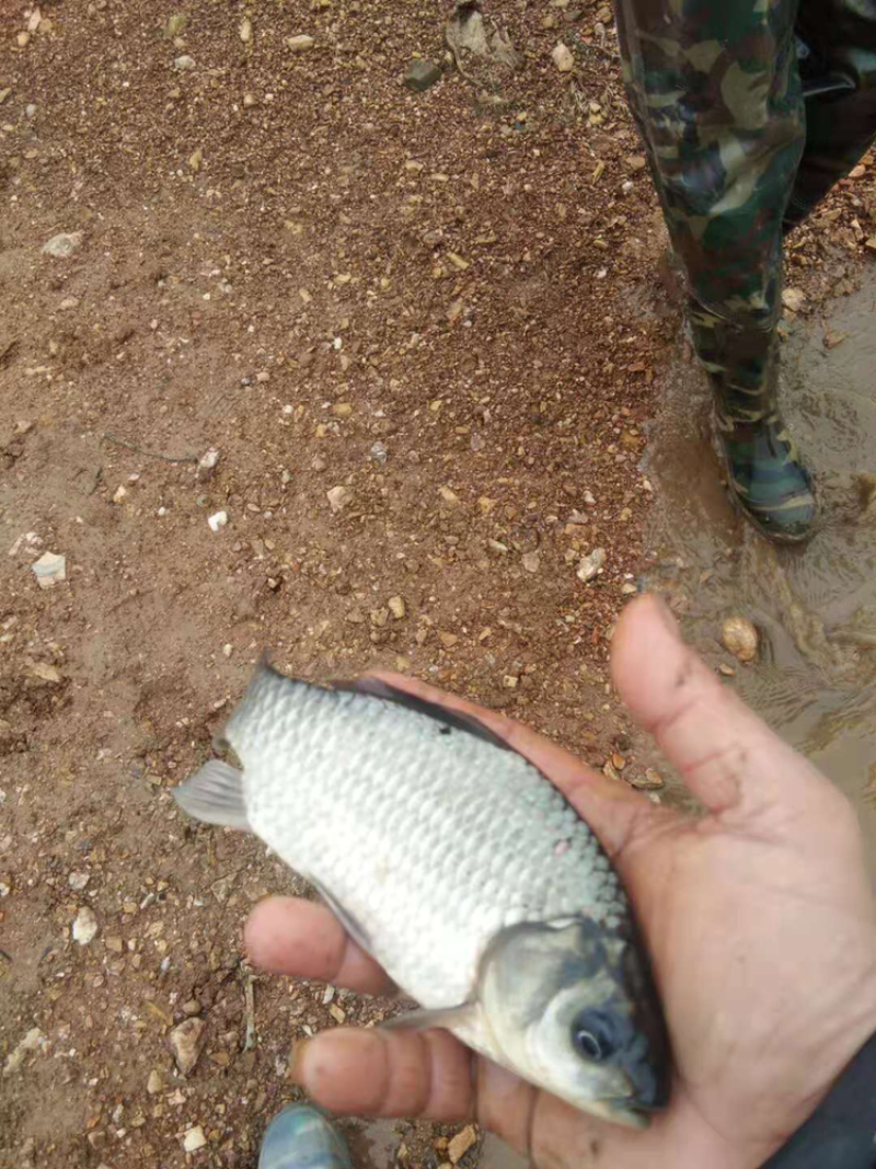 银鲫鱼