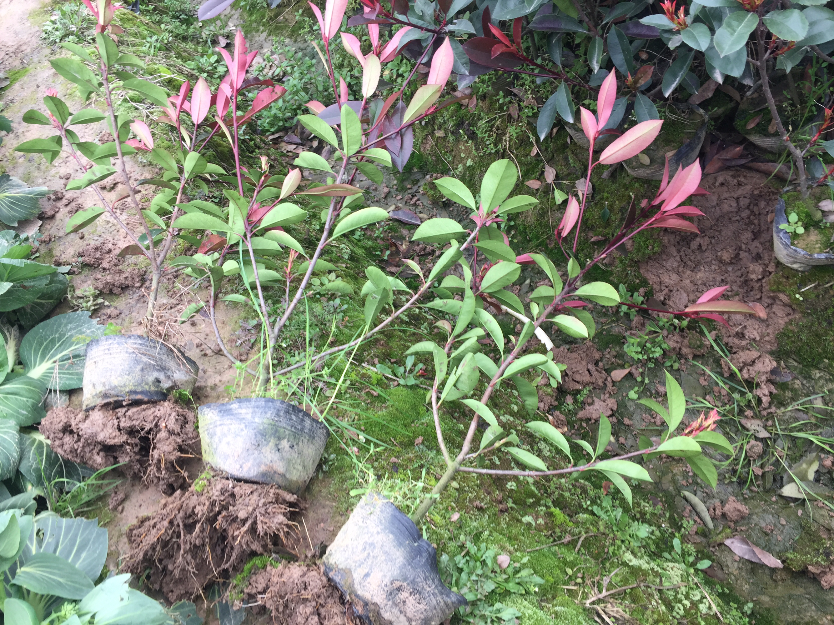 红叶石楠扦插繁殖示意图