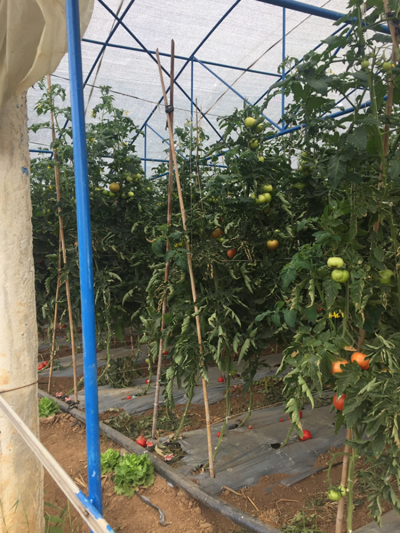 硬粉西红柿