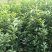 091无核沃柑、丑柑、爱媛38果冻橙、耙耙柑等等柑橘苗