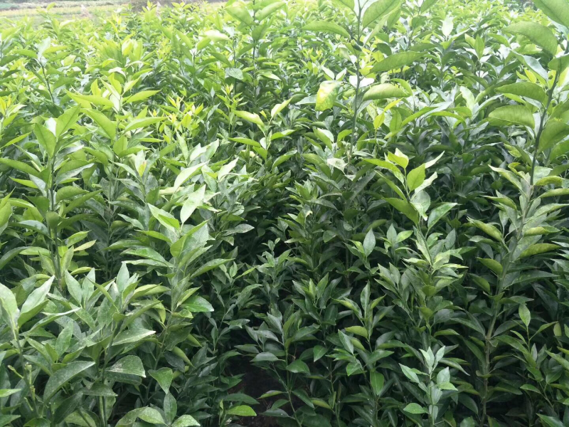 091无核沃柑、丑柑、爱媛38果冻橙、耙耙柑等等柑橘苗