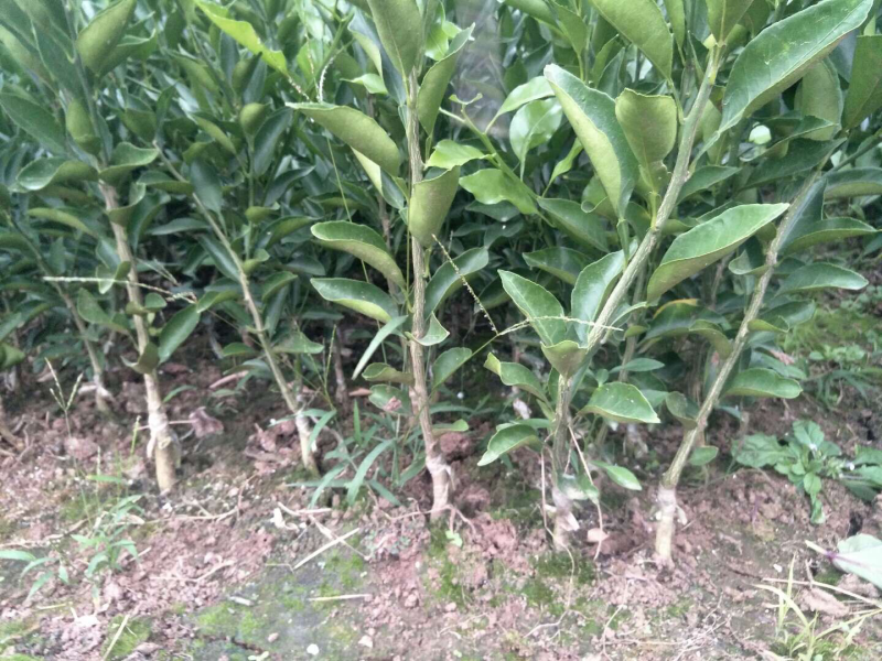 091无核沃柑、丑柑、爱媛38果冻橙、耙耙柑等等柑橘苗