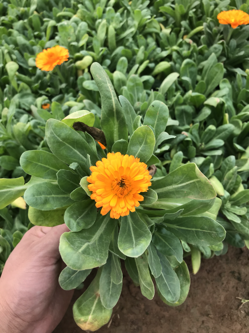 金盏菊