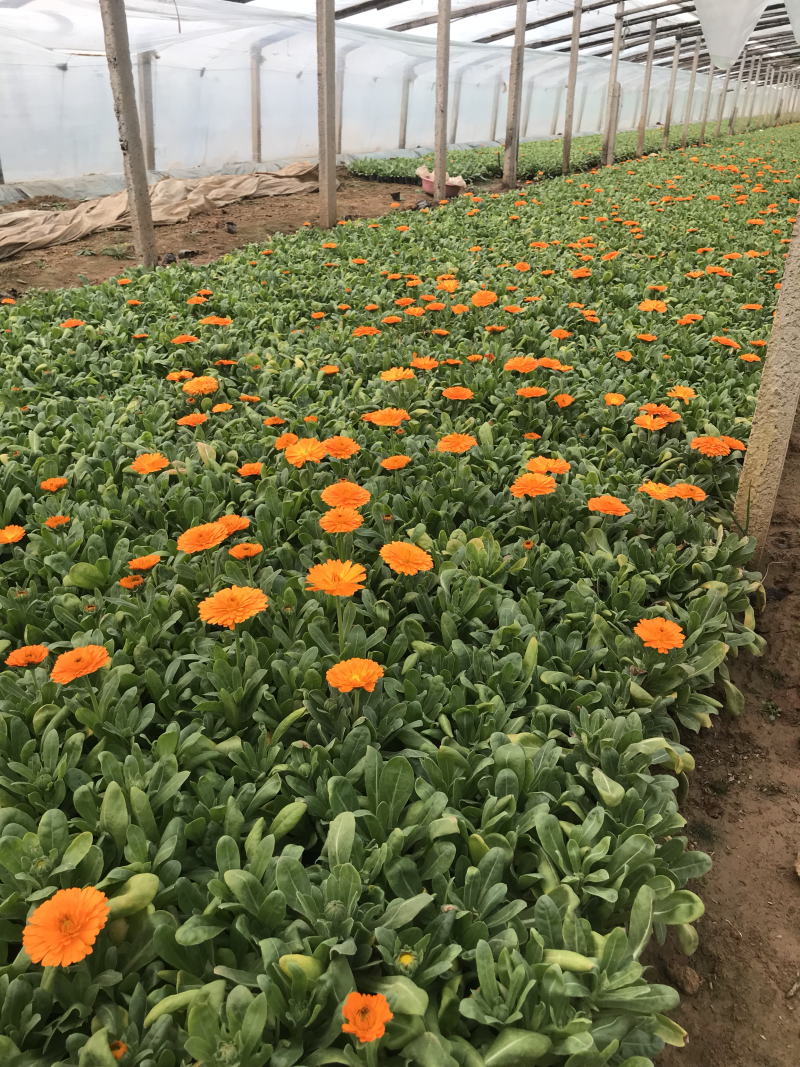 金盏菊