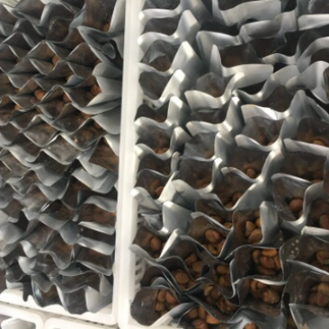 真空包装熟制小包装板栗仁贴牌带加工工厂手续齐全