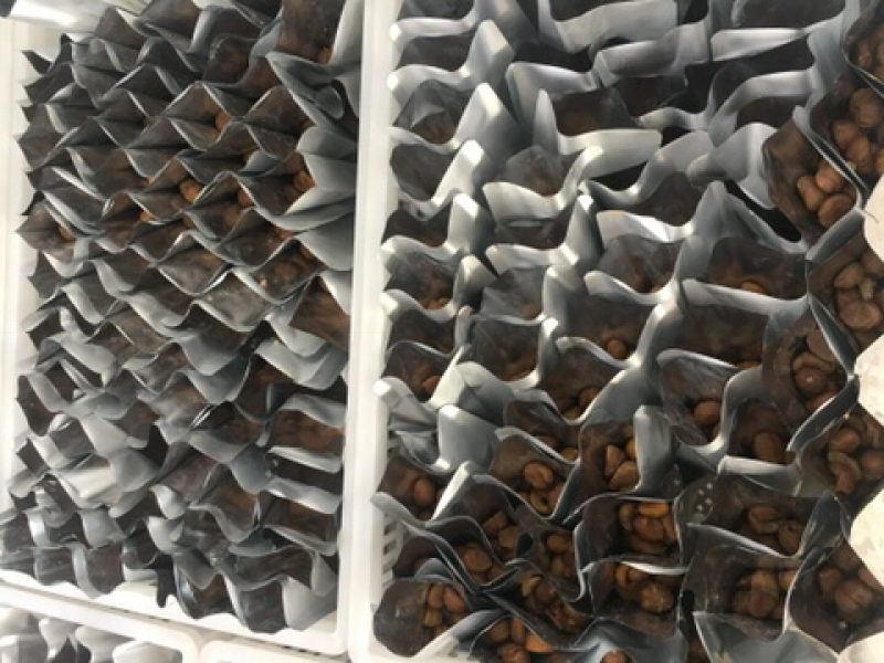 真空包装熟制小包装板栗仁贴牌带加工工厂手续齐全
