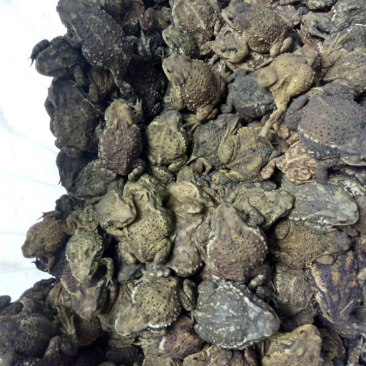 全年高价收购蟾蜍提供资质