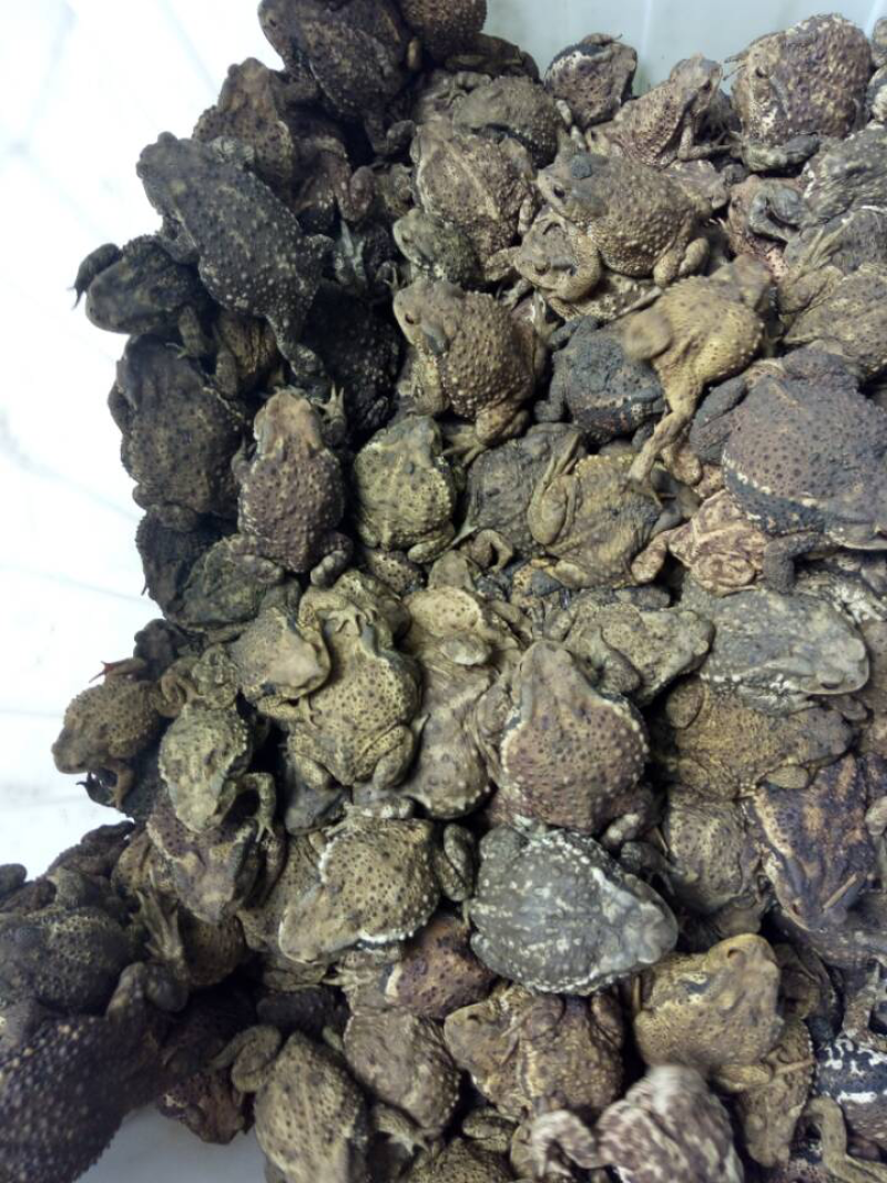 全年高价收购蟾蜍提供资质