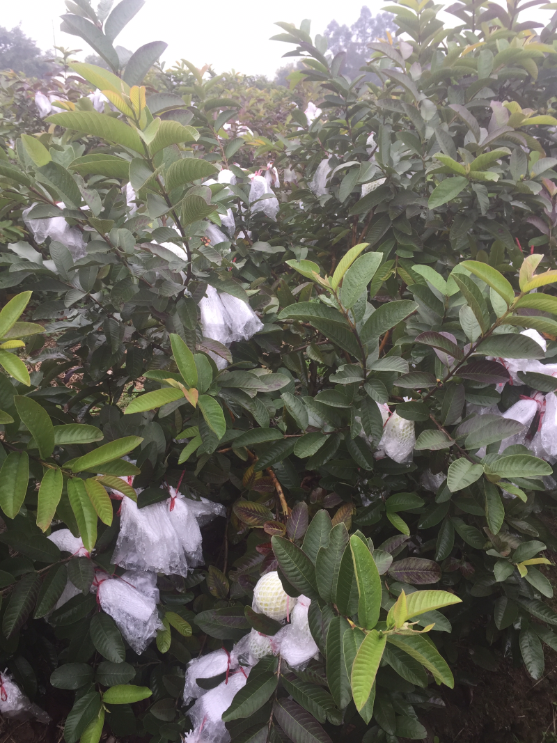 红心芭乐树苗