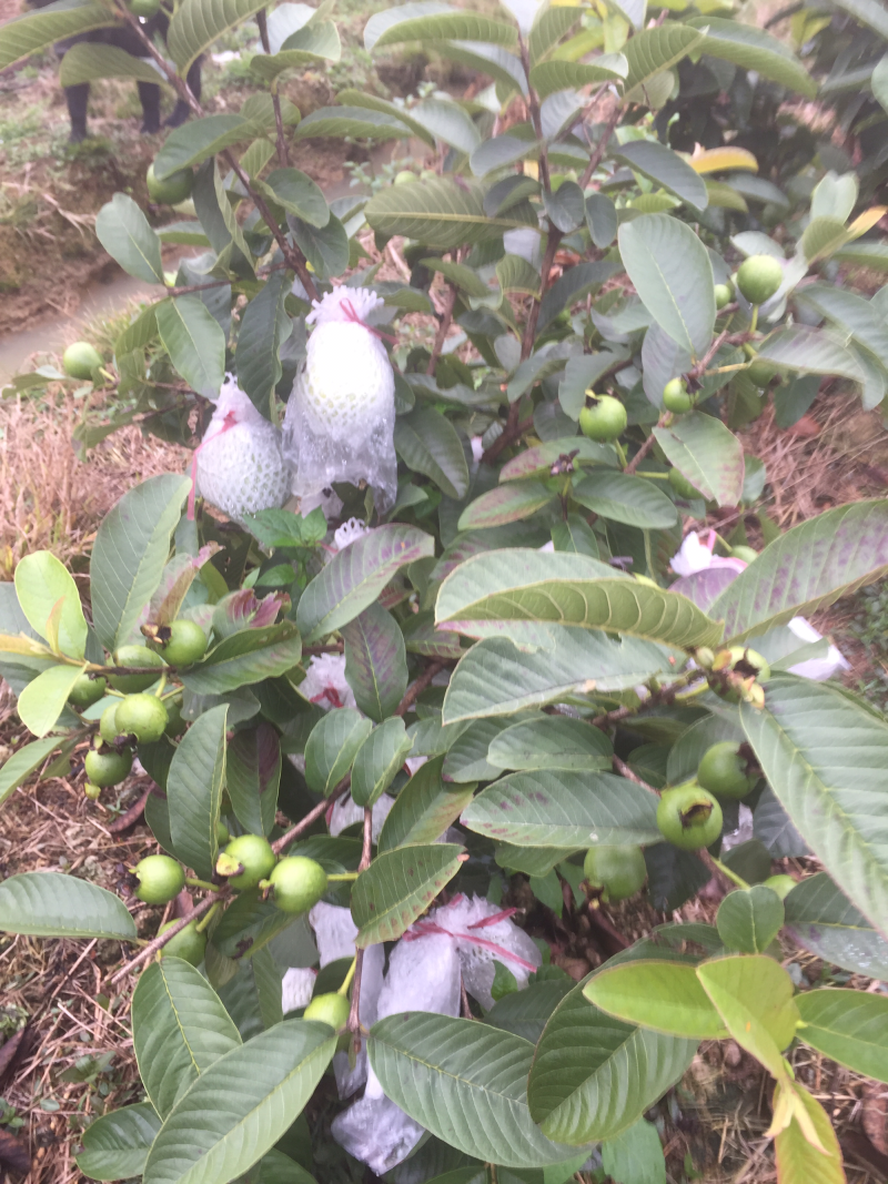 红心芭乐树苗
