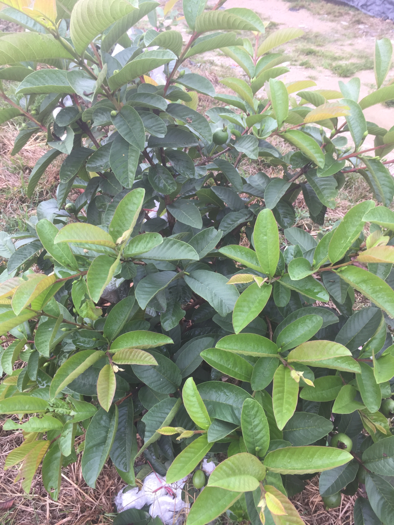 红心芭乐树苗