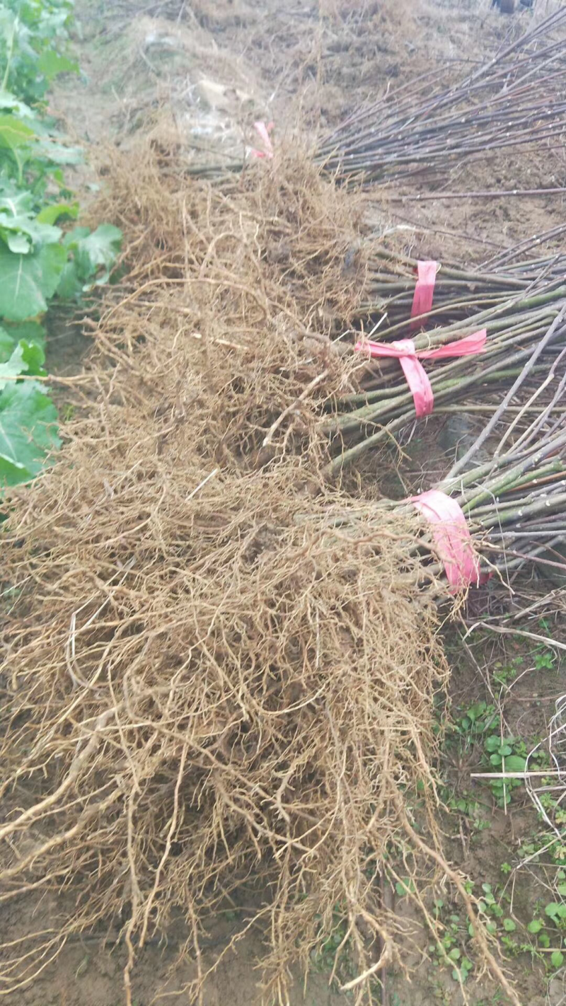 纯中花吴茱萸苗扦插苗