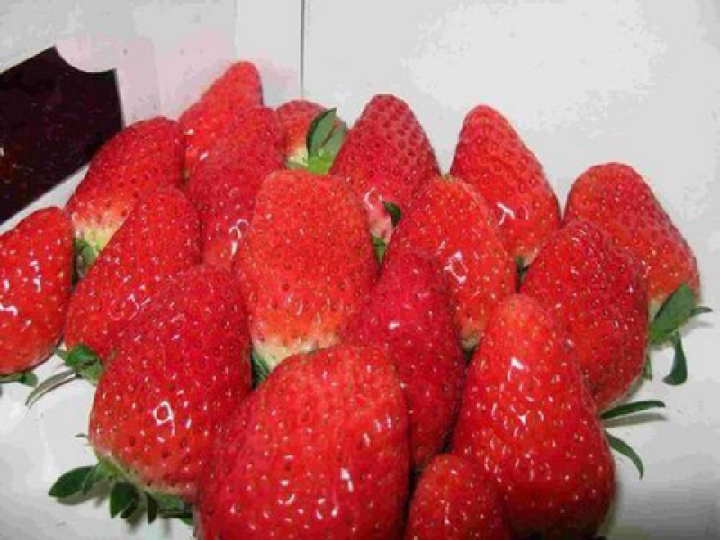甜宝草莓苗脱毒育苗根系发达包品种包技术包活