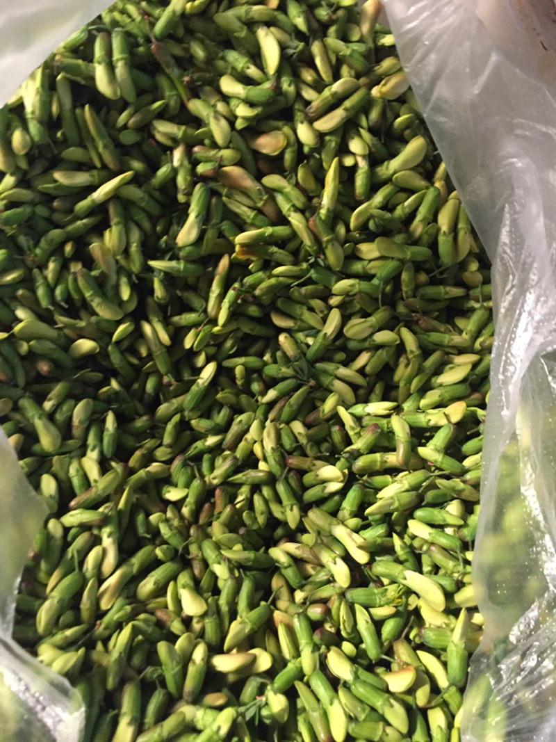 金雀花