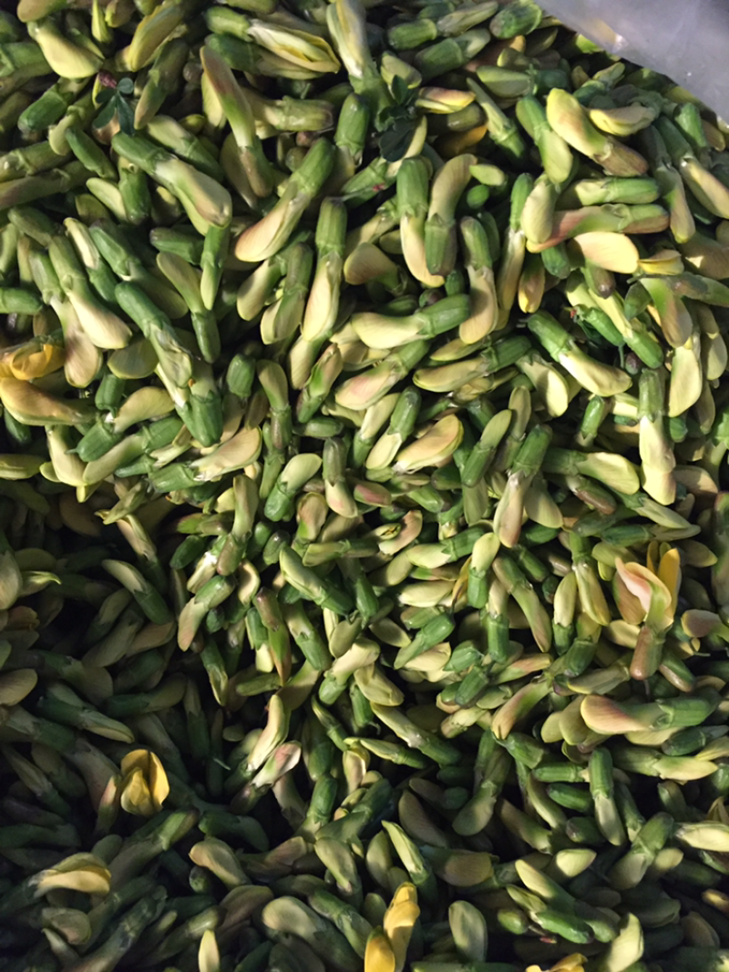 金雀花