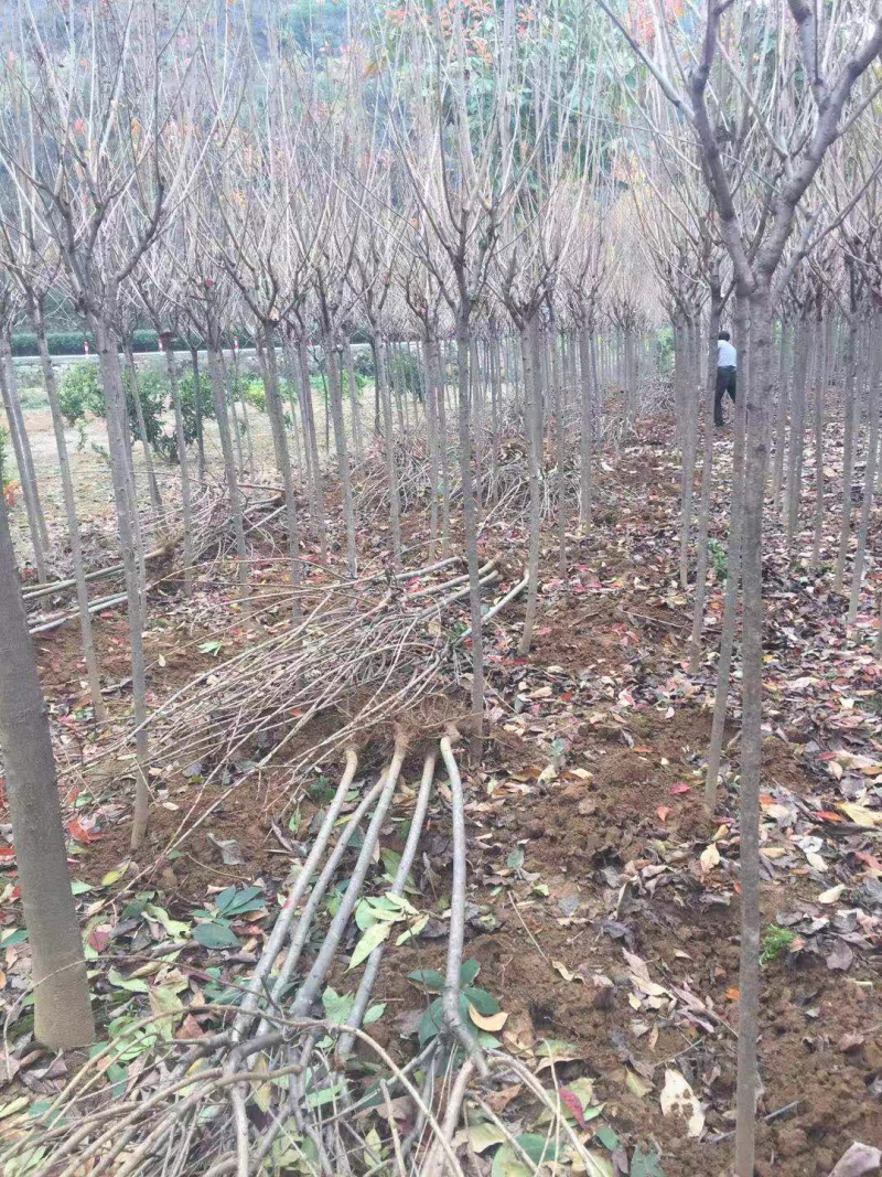 樱花汉中货源2020年8月20日修改量大优惠