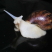 白玉蜗牛活体冻肉种牛商品牛