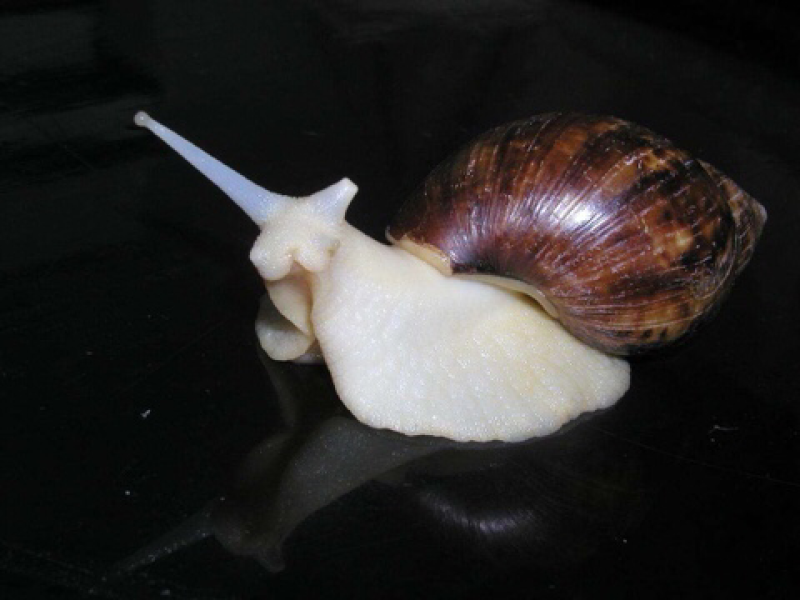 白玉蜗牛活体冻肉种牛商品牛