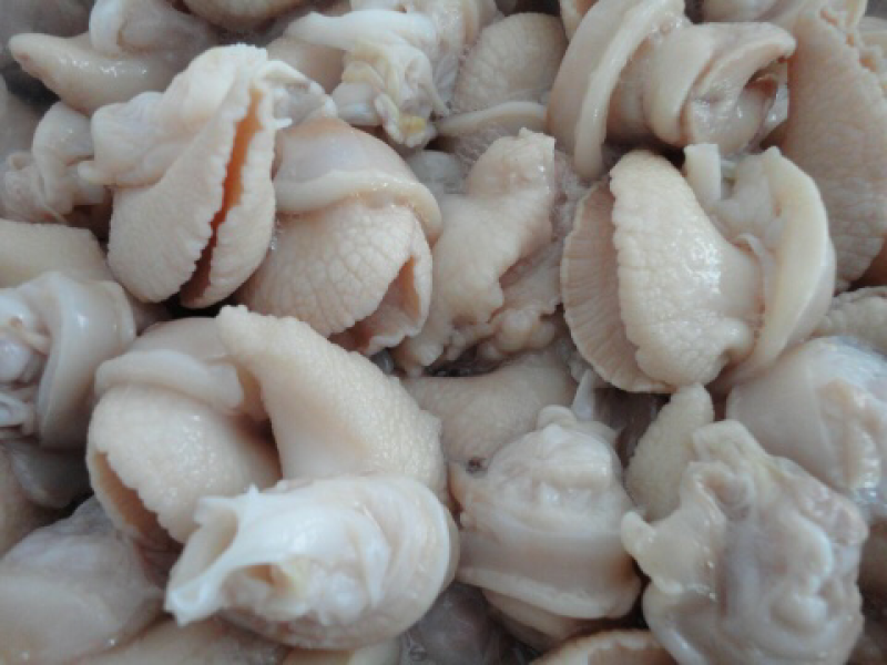 白玉蜗牛活体冻肉种牛商品牛
