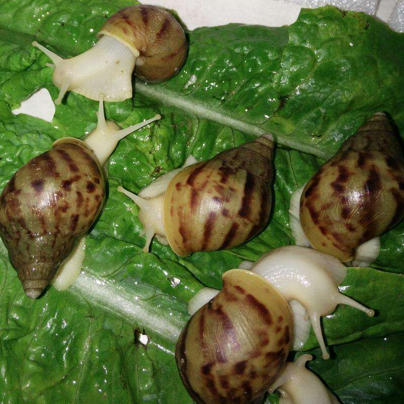 白玉蜗牛活体冻肉种牛商品牛