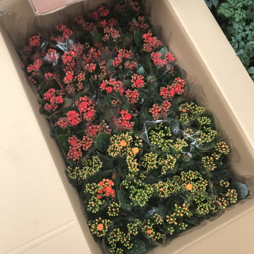 长寿花