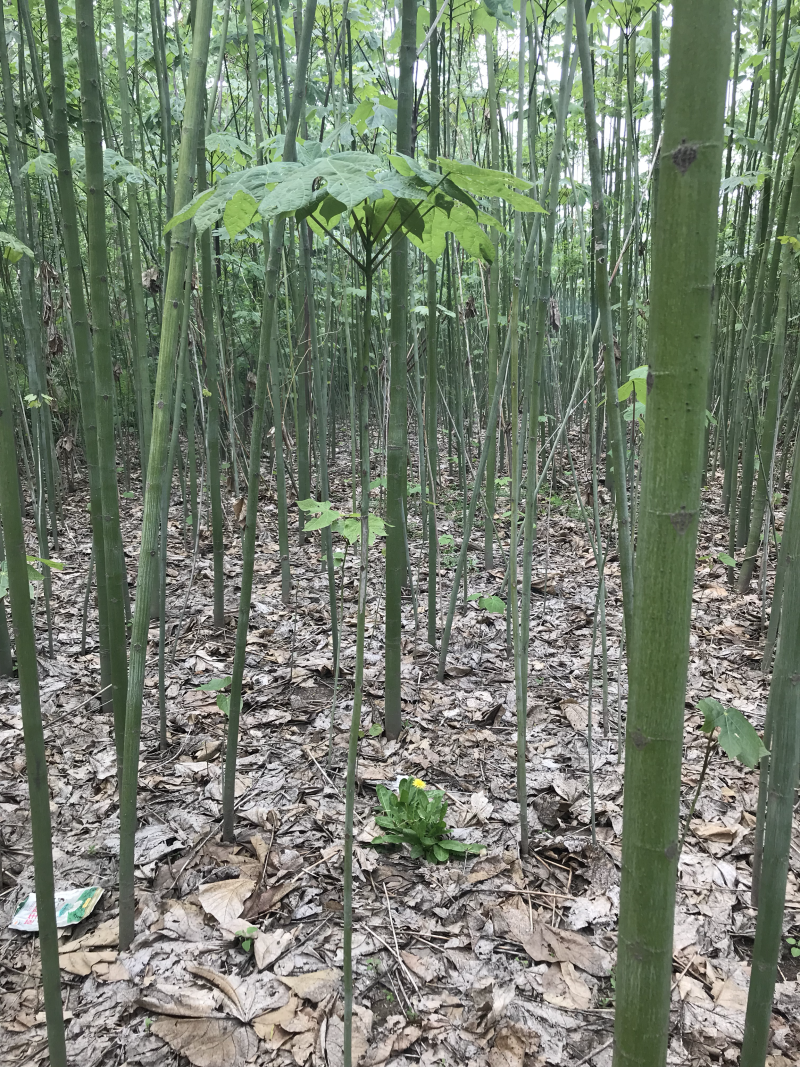 常年出售青桐小苗，2-10公分树苗。