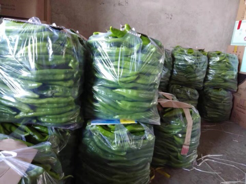 河北【辣椒】绿皮尖椒芭莱姆10~15厘米青不辣