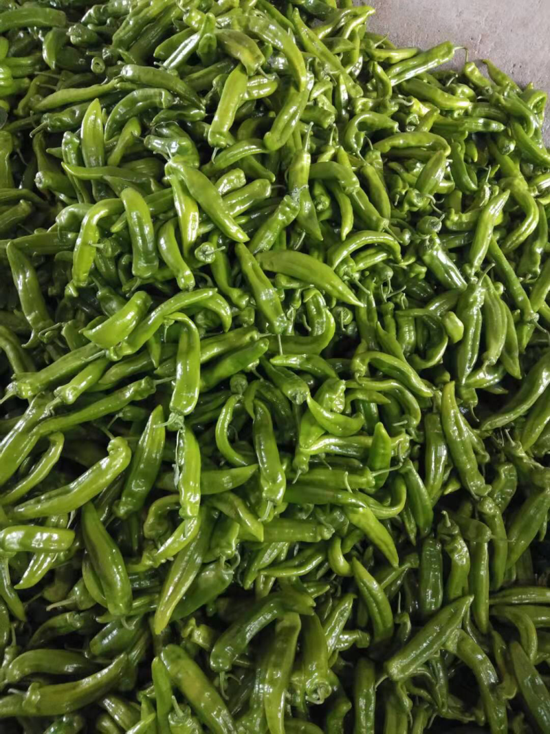 河北【辣椒】绿皮尖椒芭莱姆10~15厘米青不辣