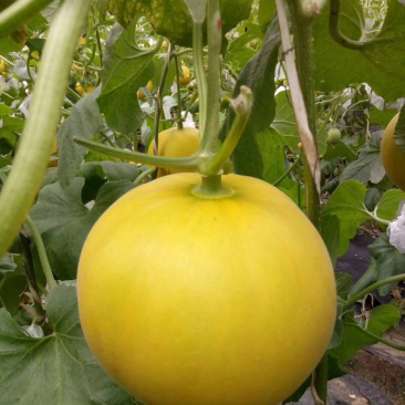 伊丽莎白