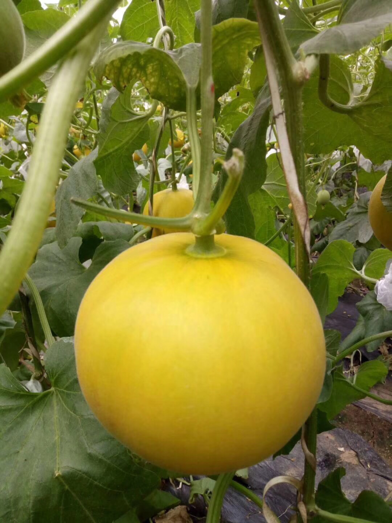 伊丽莎白