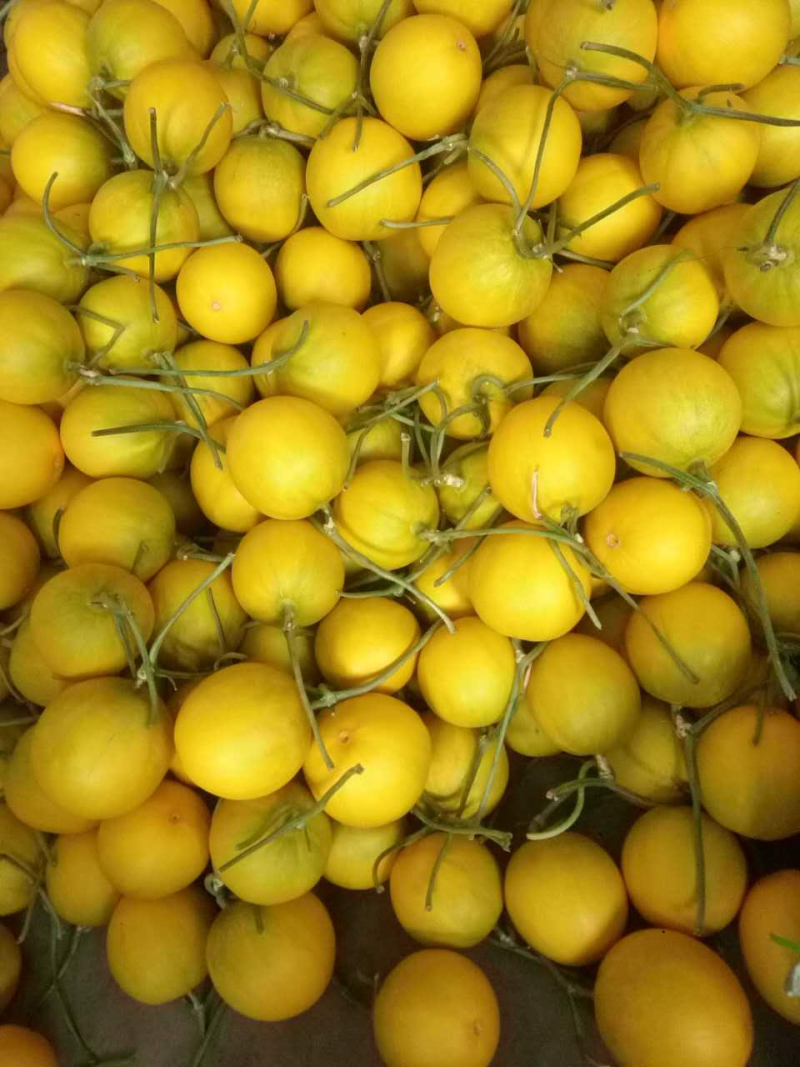 伊丽莎白