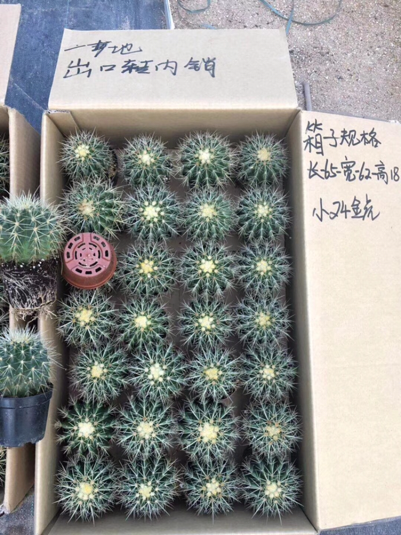各种仙人球