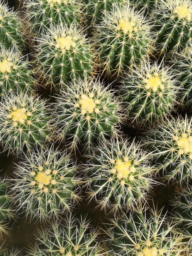 各种仙人球