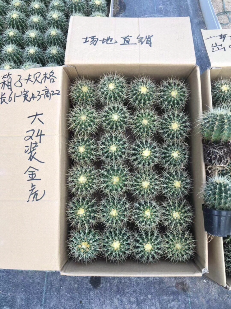 各种仙人球
