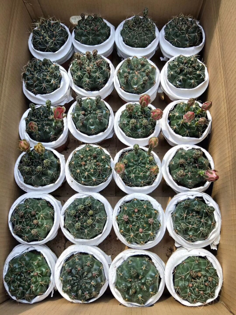 各种仙人球