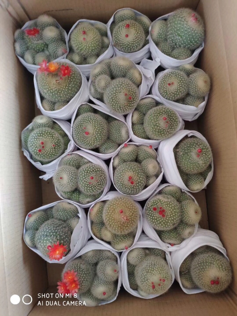 各种仙人球