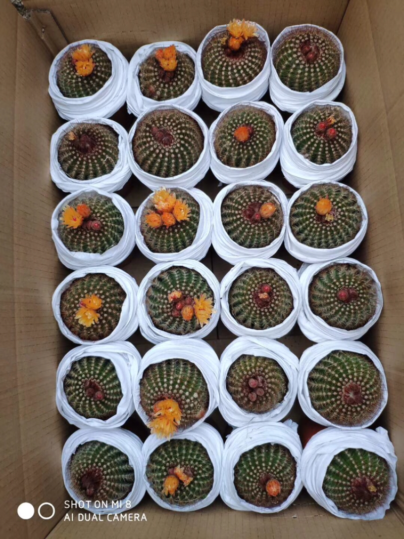 各种仙人球