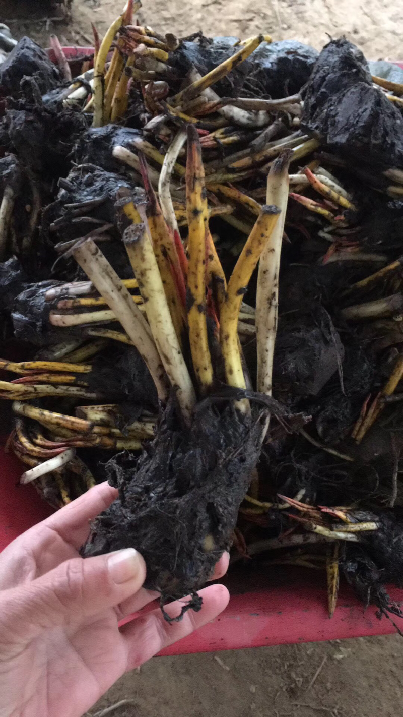 睡莲，莲花，睡莲种芽，睡莲苗，睡莲种植，睡莲批发