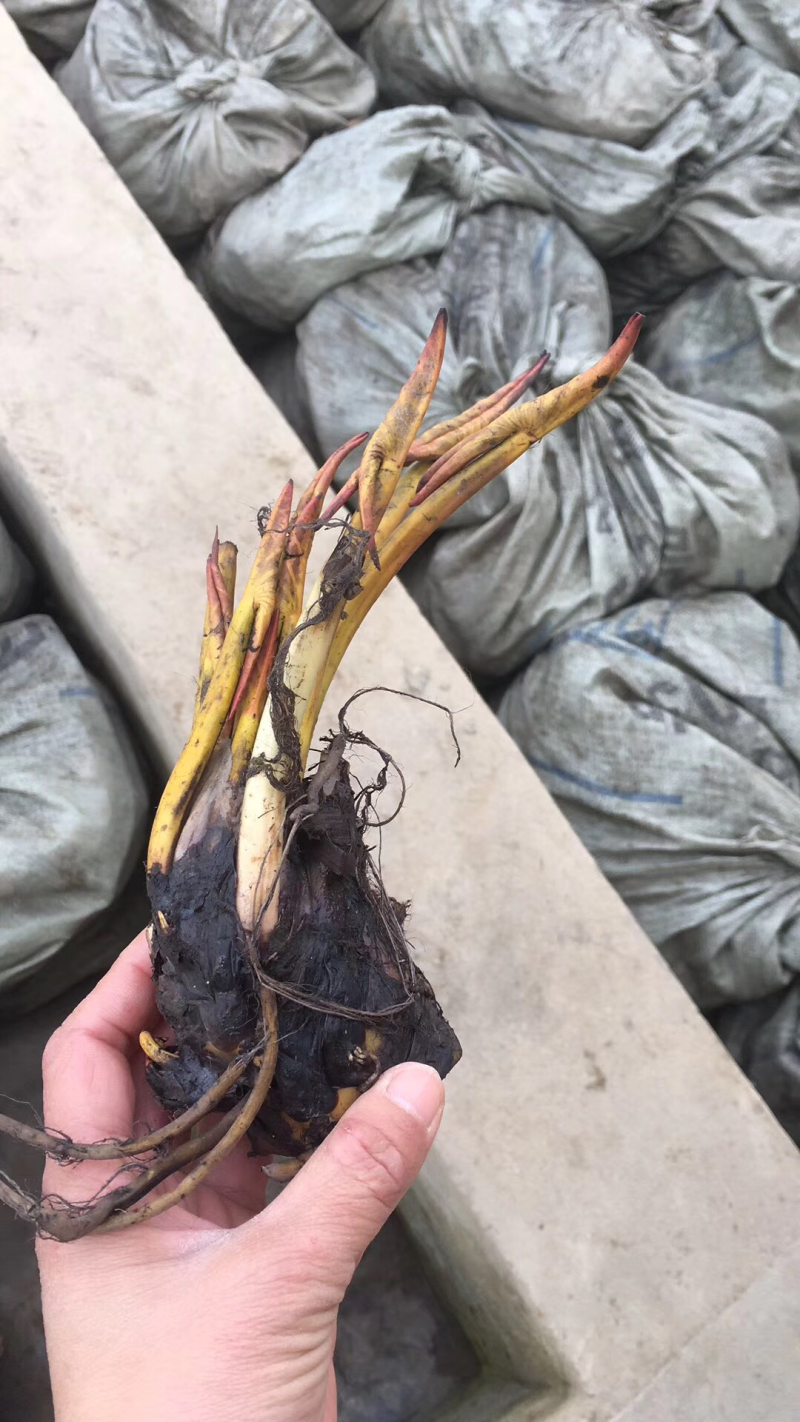 睡莲，莲花，睡莲种芽，睡莲苗，睡莲种植，睡莲批发