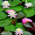 睡莲，莲花，睡莲种芽，睡莲苗，睡莲种植，睡莲批发