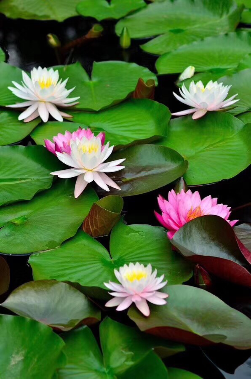 睡莲，莲花，睡莲种芽，睡莲苗，睡莲种植，睡莲批发