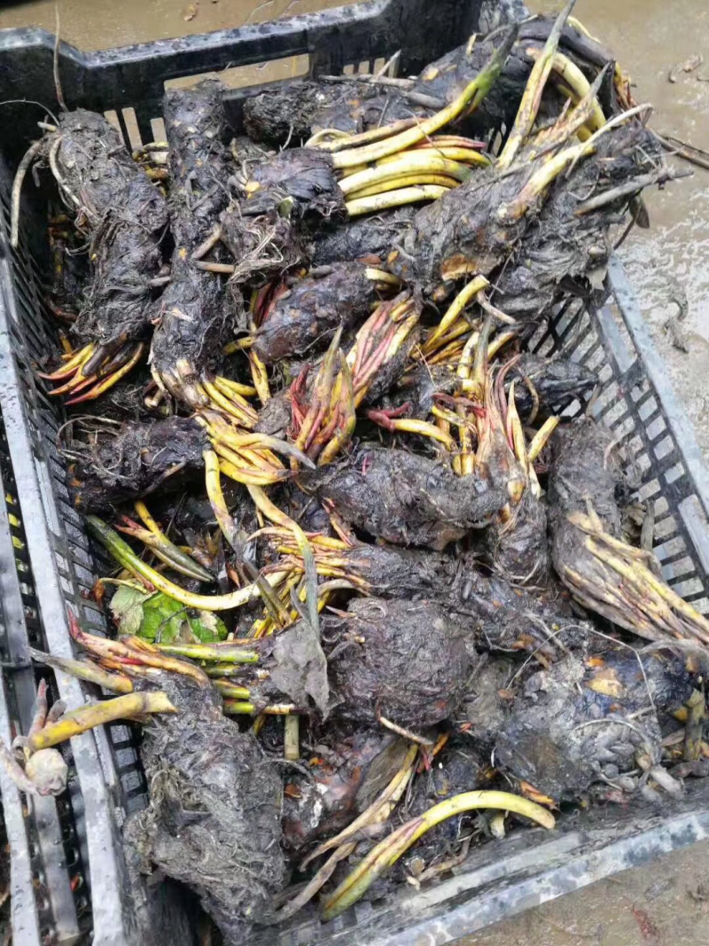 睡莲，莲花，睡莲种芽，睡莲苗，睡莲种植，睡莲批发
