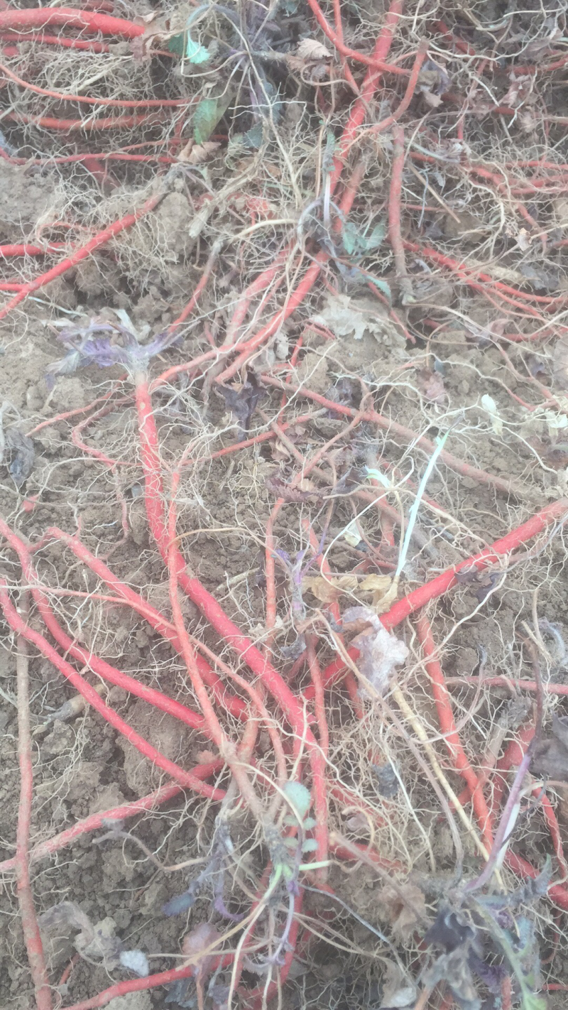 出售山东淄博百亩丹参苗，纯生茬地苗，无病无菌，质量保证。