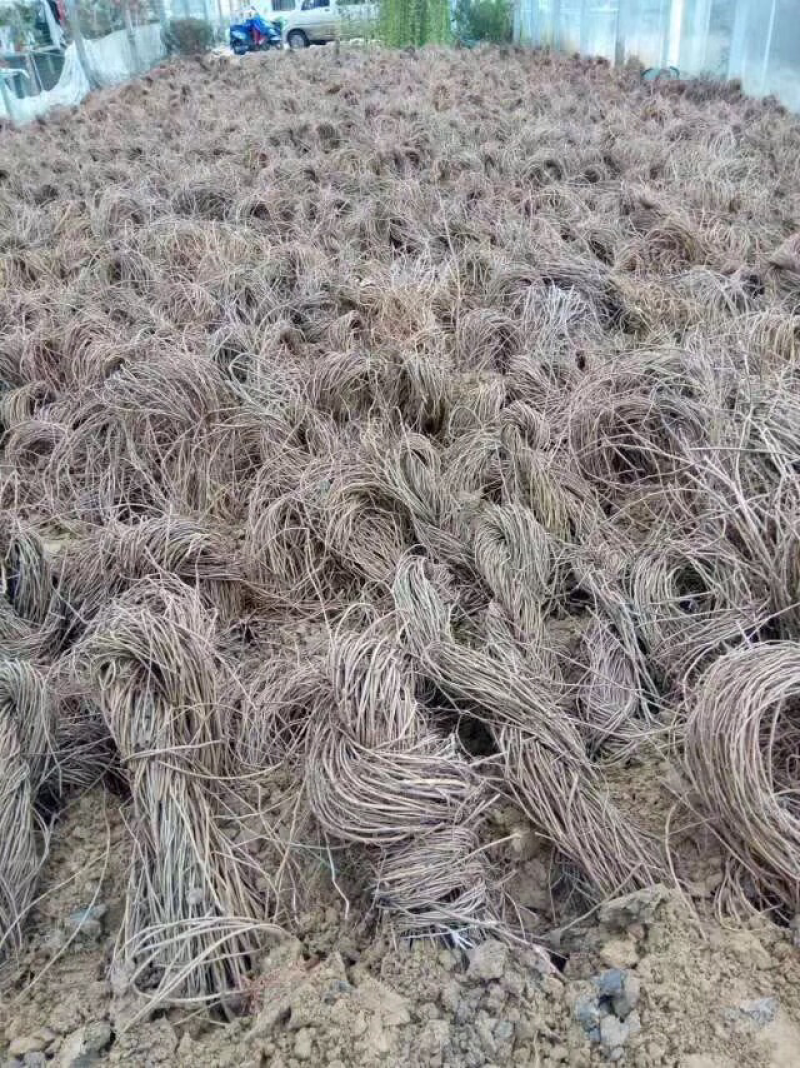 爬山虎，五叶地锦，三叶地锦，爬山虎批发，爬山虎小苗