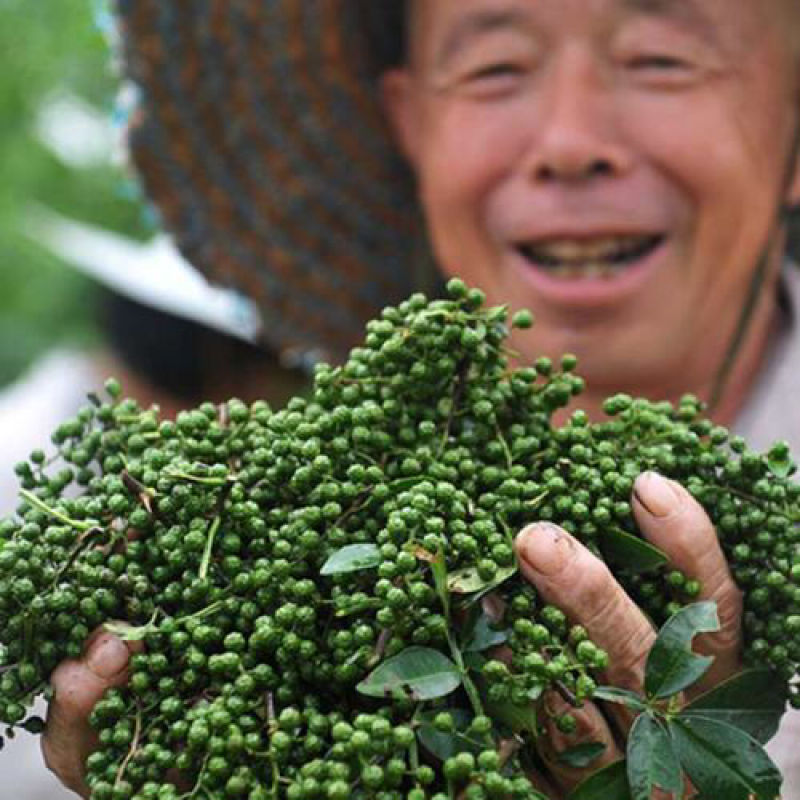 汉源青花椒农民种植粒粒浓香