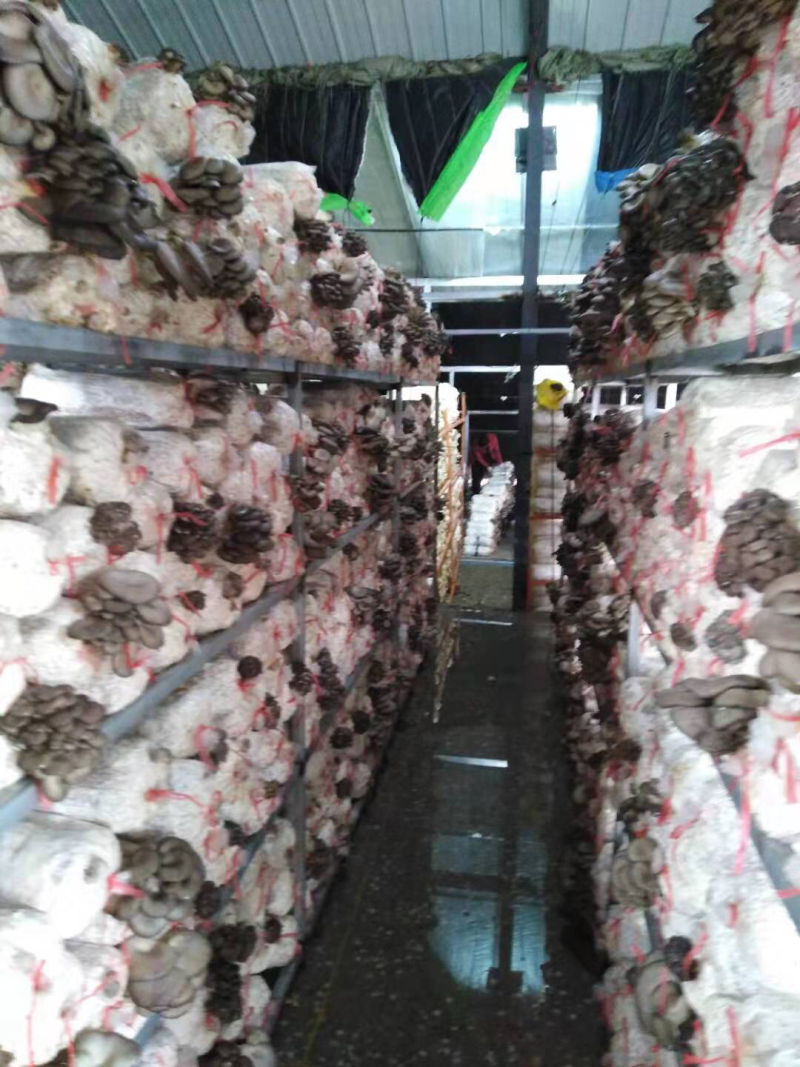 平菇菌棒木耳菌棒