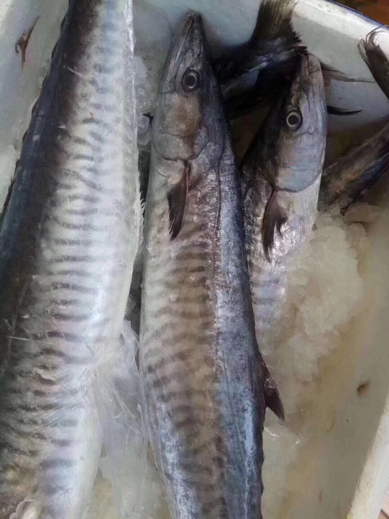 马胶鱼