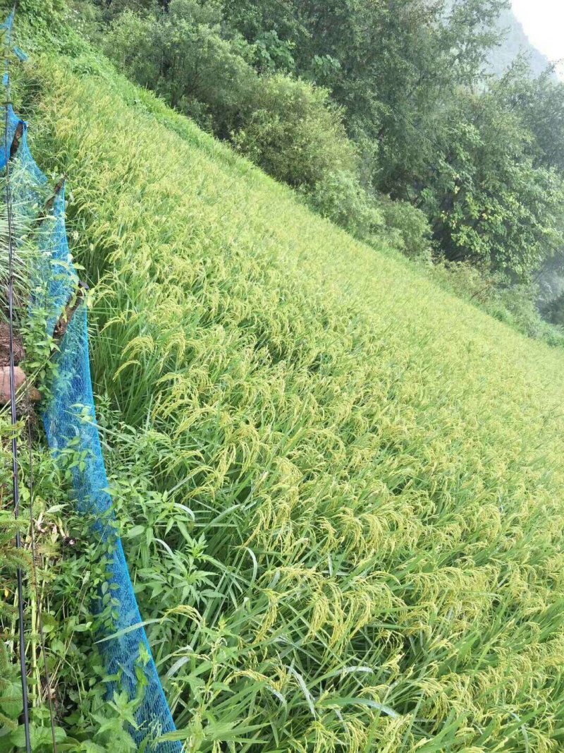 东北稻花香大米