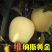 黄金帅苹果维纳斯黄金苹果苗苹果树苗嫁接地栽盆栽南方北方当